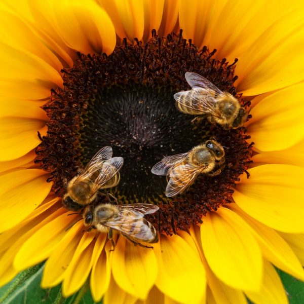 Sunflower Funbees Group